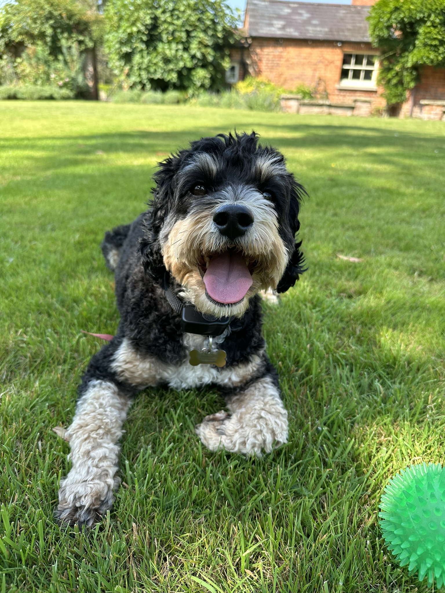 Dog and Ball